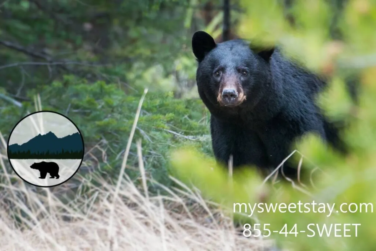 An exterior scene featuring a black bear standing among lush green foliage and grass. The setting is tranquil, evoking a sense of being immersed in nature and offering a glimpse of local wildlife that can be experienced during outdoor adventures.
